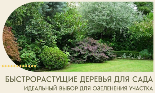 Быстрорастущие деревья для сада идеальный выбор в Лиски