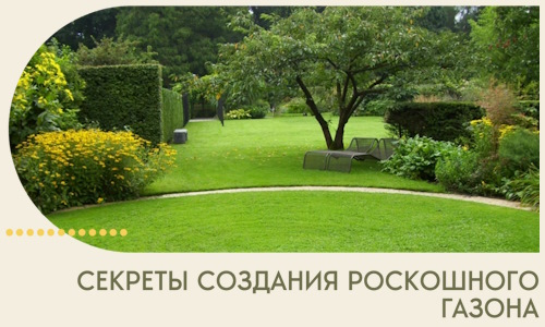 Секреты создания роскошного газона в Лиски
